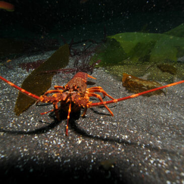The Saint-Paul rock lobster of Amsterdam Island (23/12/2013)
